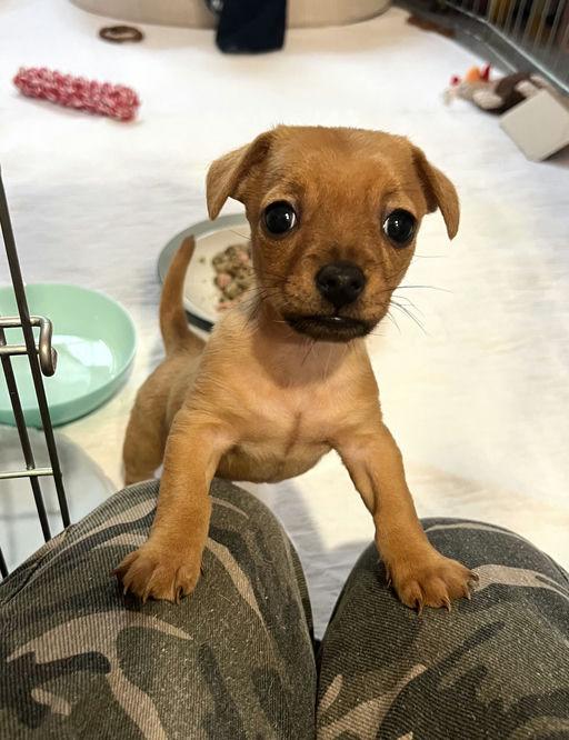 Enlarge Bowie - Chloe Pup, an adoptable mixed breed in Los Angeles, CA image 1/6
