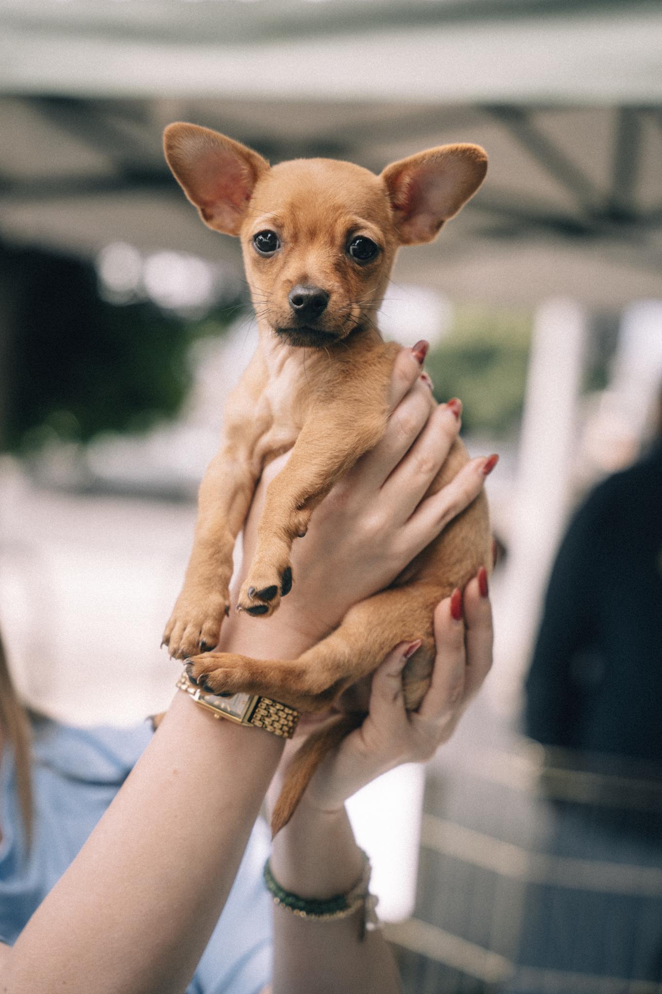 Bowie - Chloe Pup, adoptable, Puppy Male Chihuahua.
