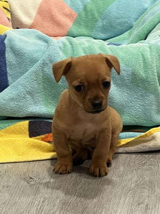 Enlarge Bowie - Chloe Pup, an adoptable mixed breed in Los Angeles, CA image 3/6