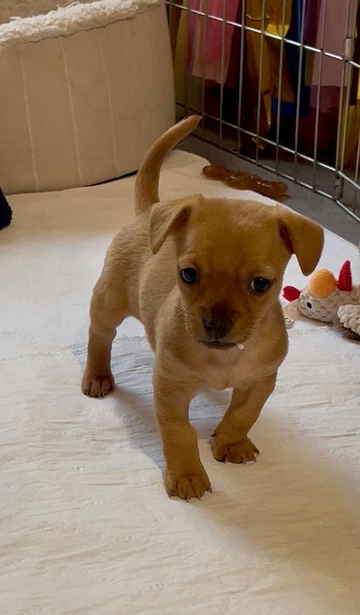 Enlarge Bowie - Chloe Pup, an adoptable mixed breed in Los Angeles, CA image 5/6