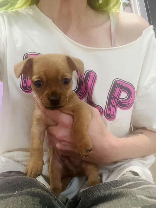 Enlarge Bowie - Chloe Pup, an adoptable mixed breed in Los Angeles, CA image 2/6