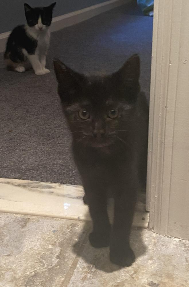Oliver & Co:  Rita, Adoptable, Kitten Female Domestic Short Hair.