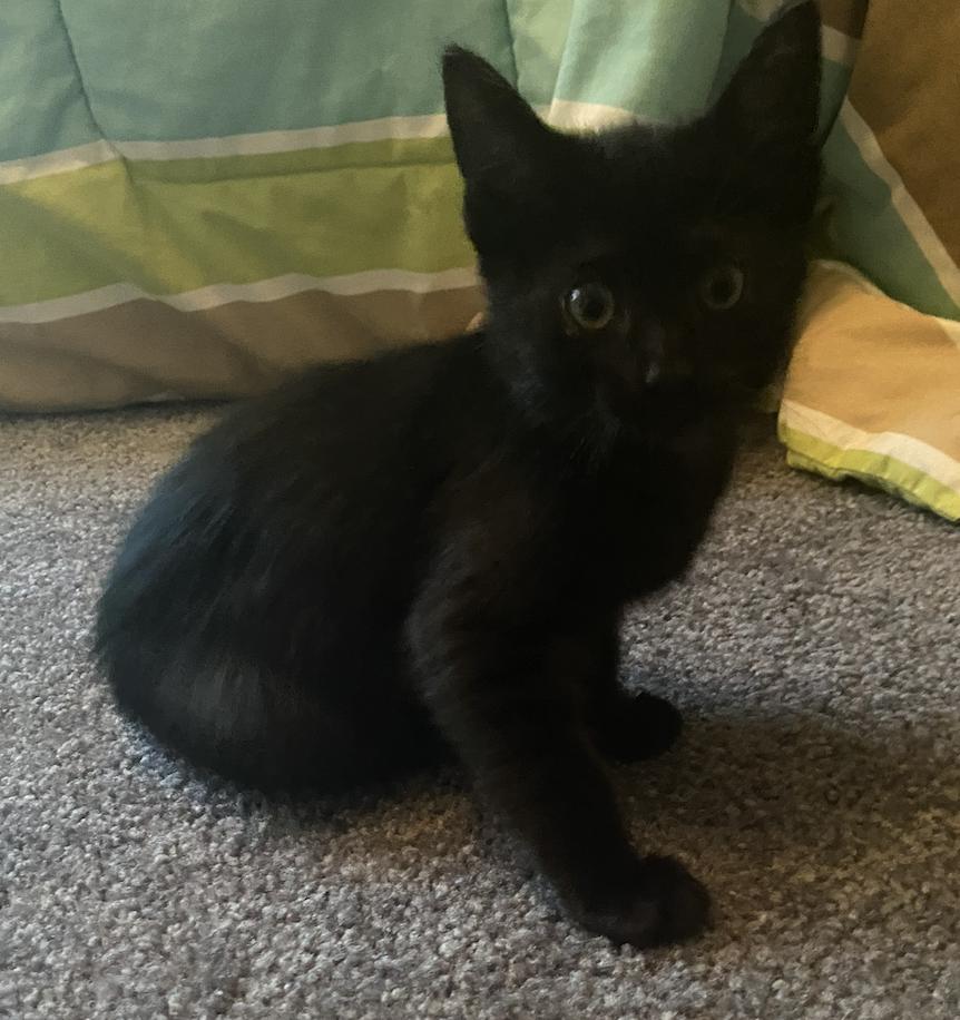 Oliver & Co: Rita, a Adoptable mixed breed in Warren, CT image 5/6