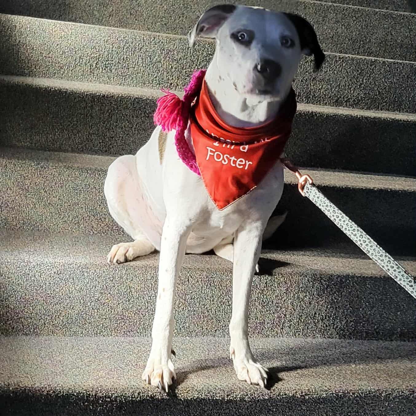 Misty - in foster home