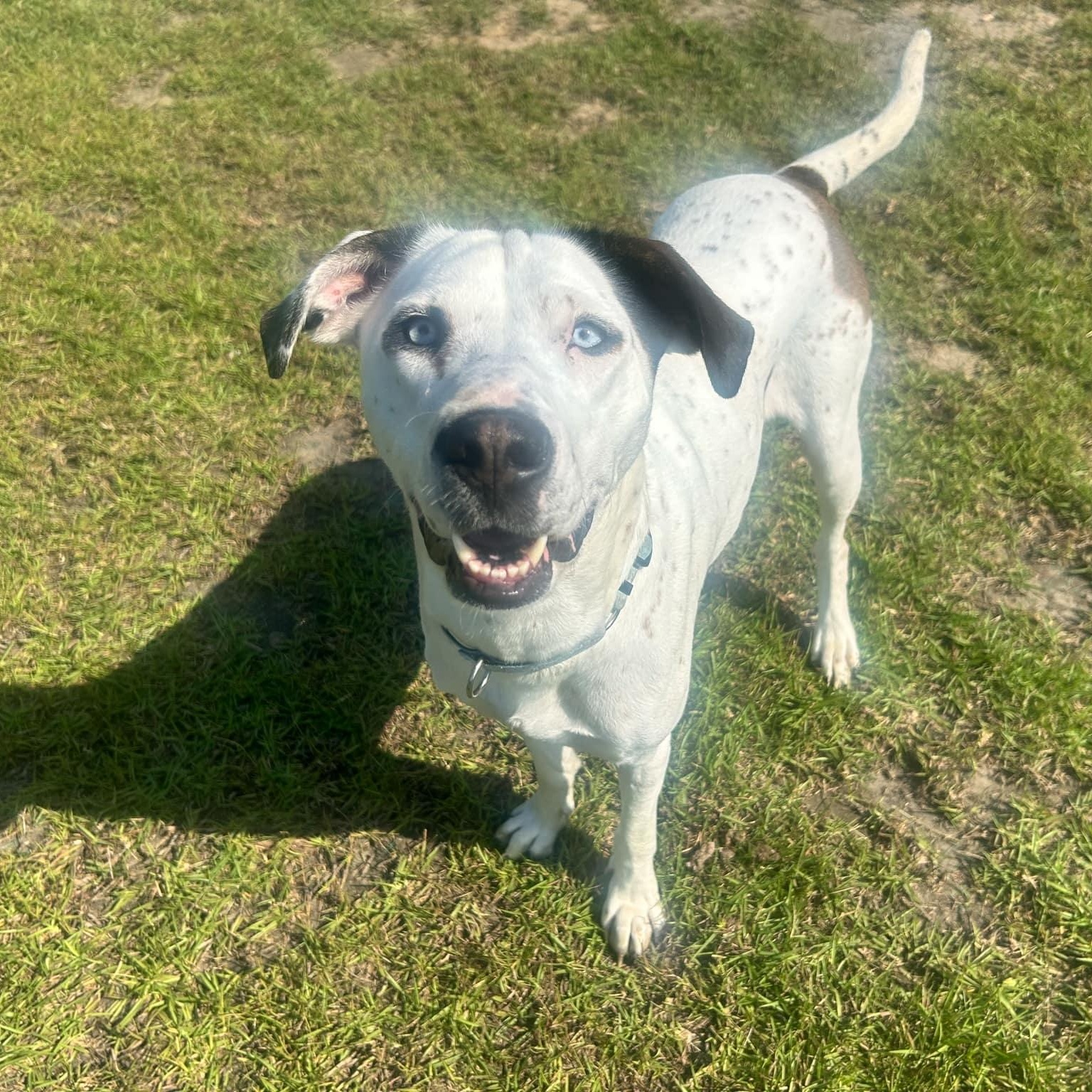 Misty - in foster home