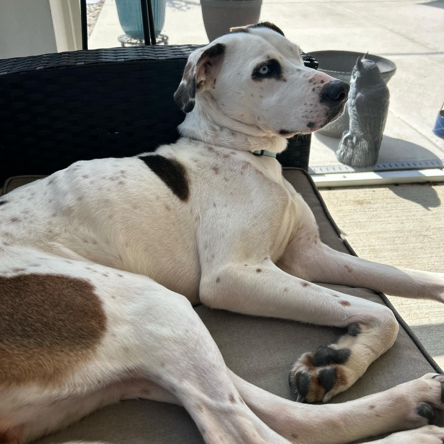 Misty - in foster home