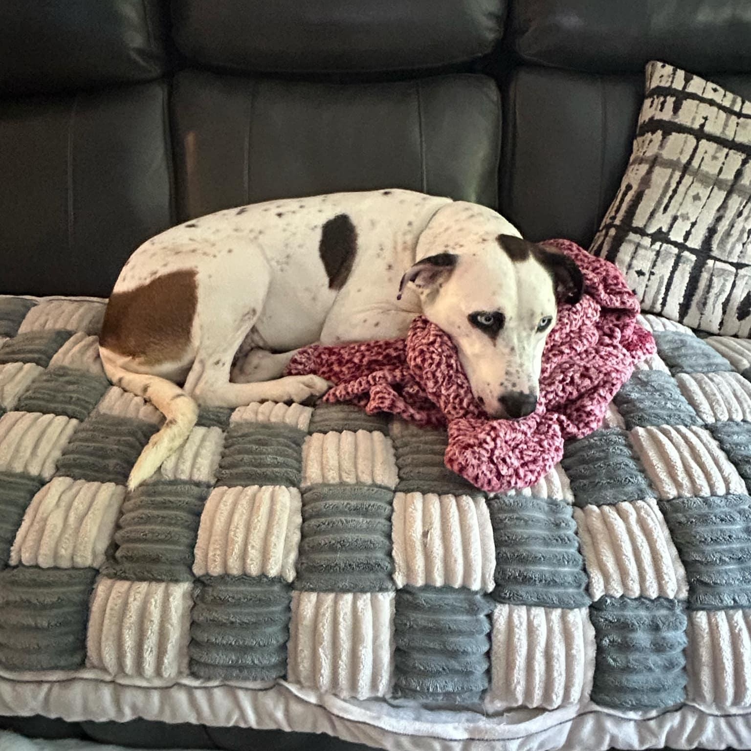 Misty - in foster home