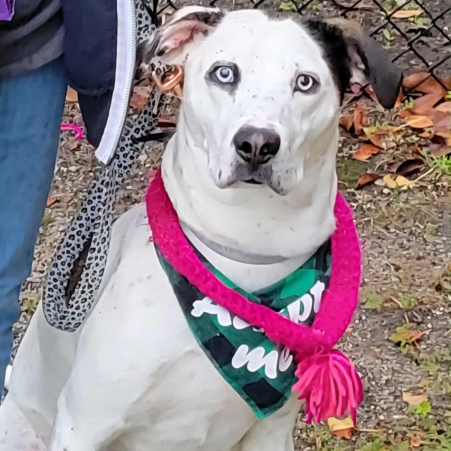 Misty - in foster home