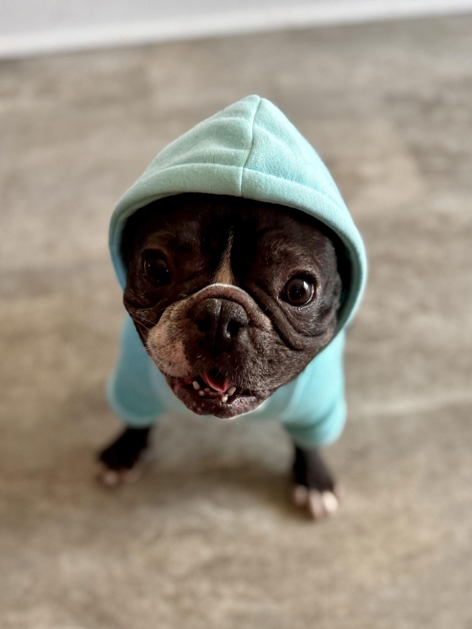 Enlarge Kevyn, a Adopted French Bulldog in Cedar Rapids, IA image 1/3