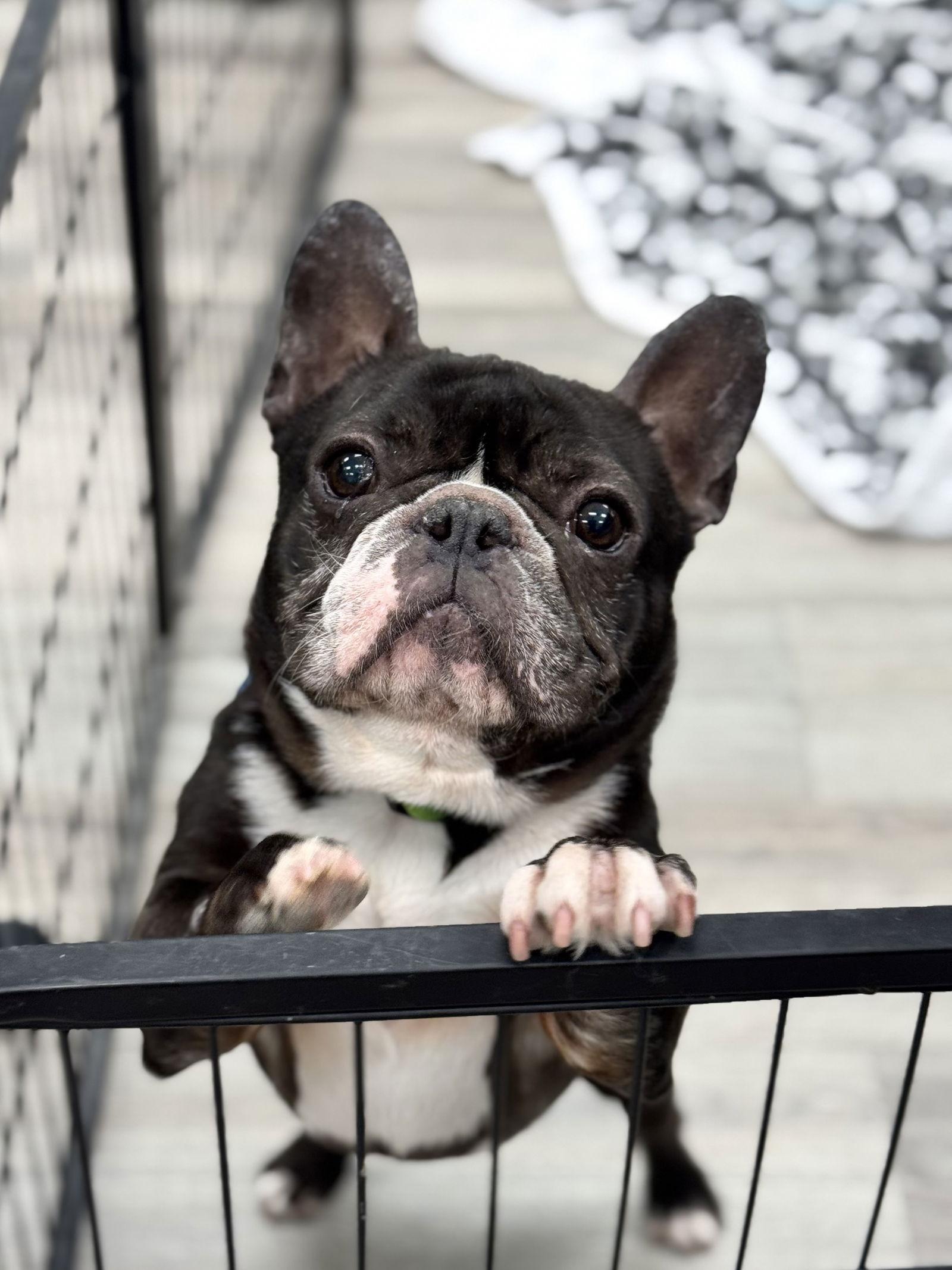 Enlarge Kevyn, a Adopted French Bulldog in Cedar Rapids, IA image 2/3