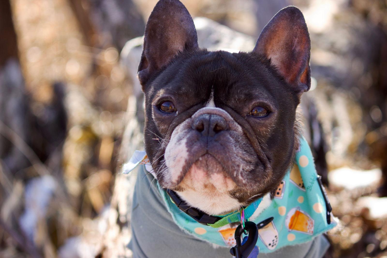 Enlarge Kevyn, a Adopted French Bulldog in Cedar Rapids, IA image 3/3