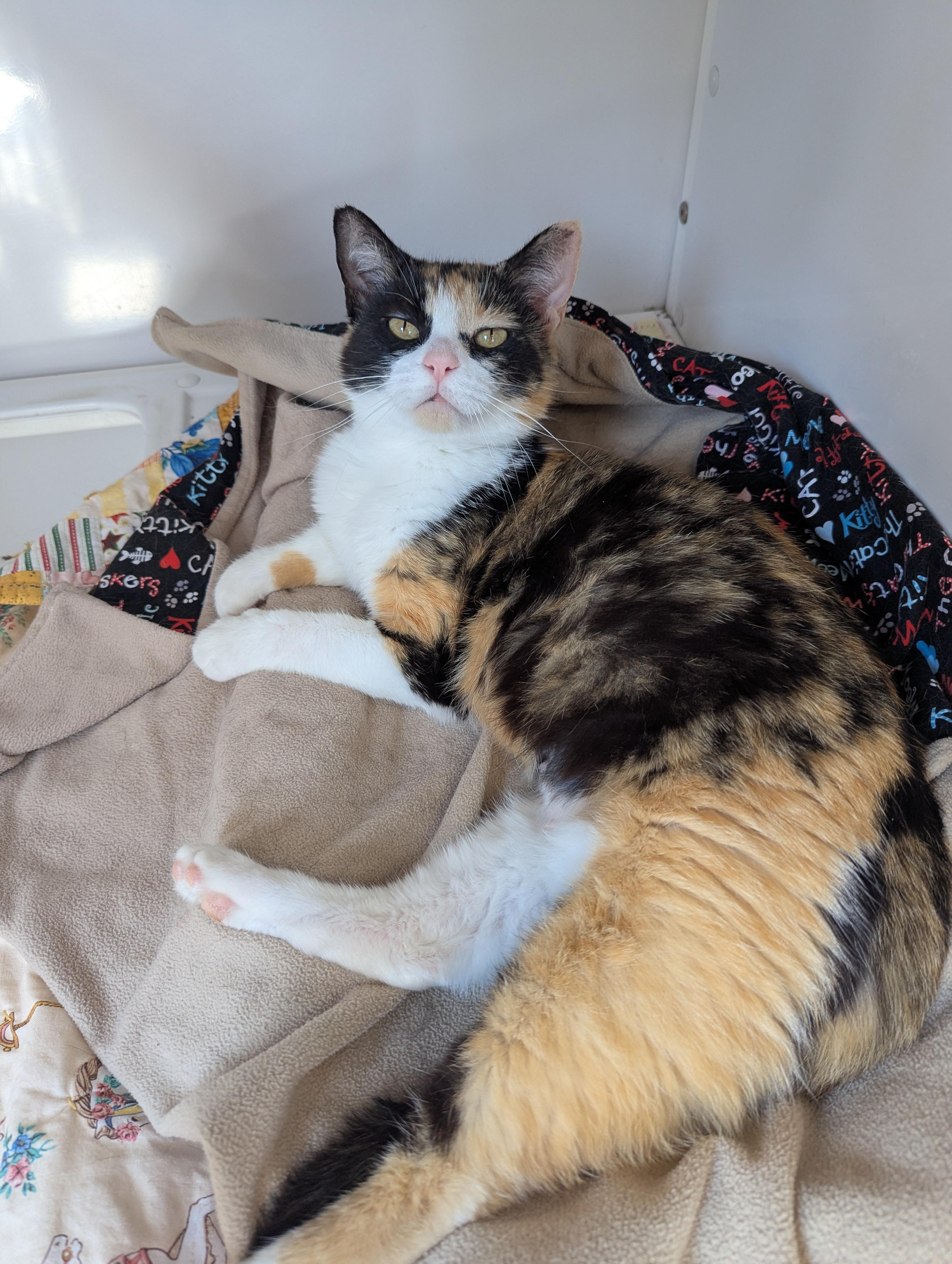 Daisy, Adoptable, Adult Female Domestic Short Hair.