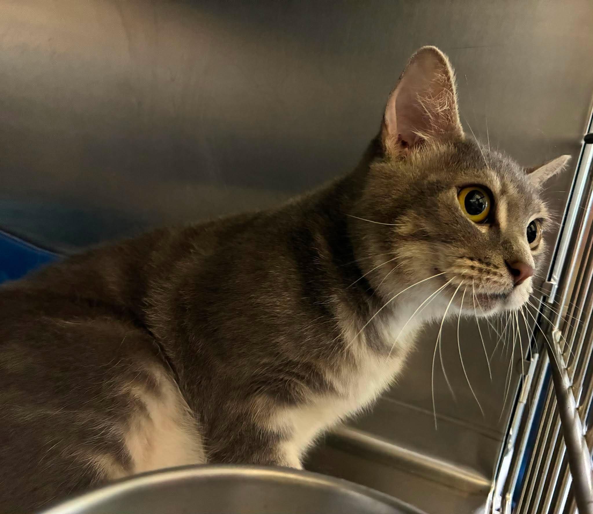 Enlarge Bashful, an adoptable mixed breed in Petersburg, IL image 3/6