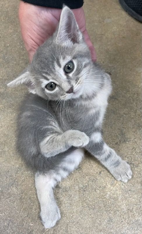 Enlarge Bashful, an adoptable mixed breed in Petersburg, IL image 5/6