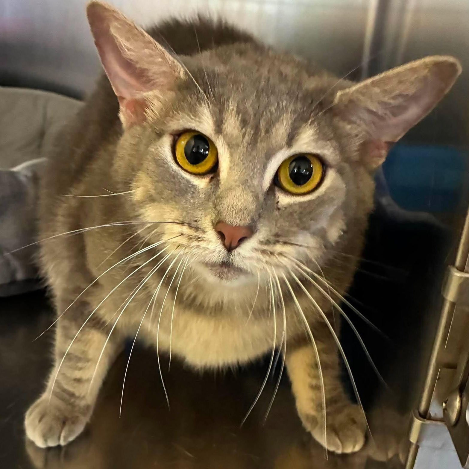 Bashful, adoptable, Young Female Domestic Short Hair & Tabby.