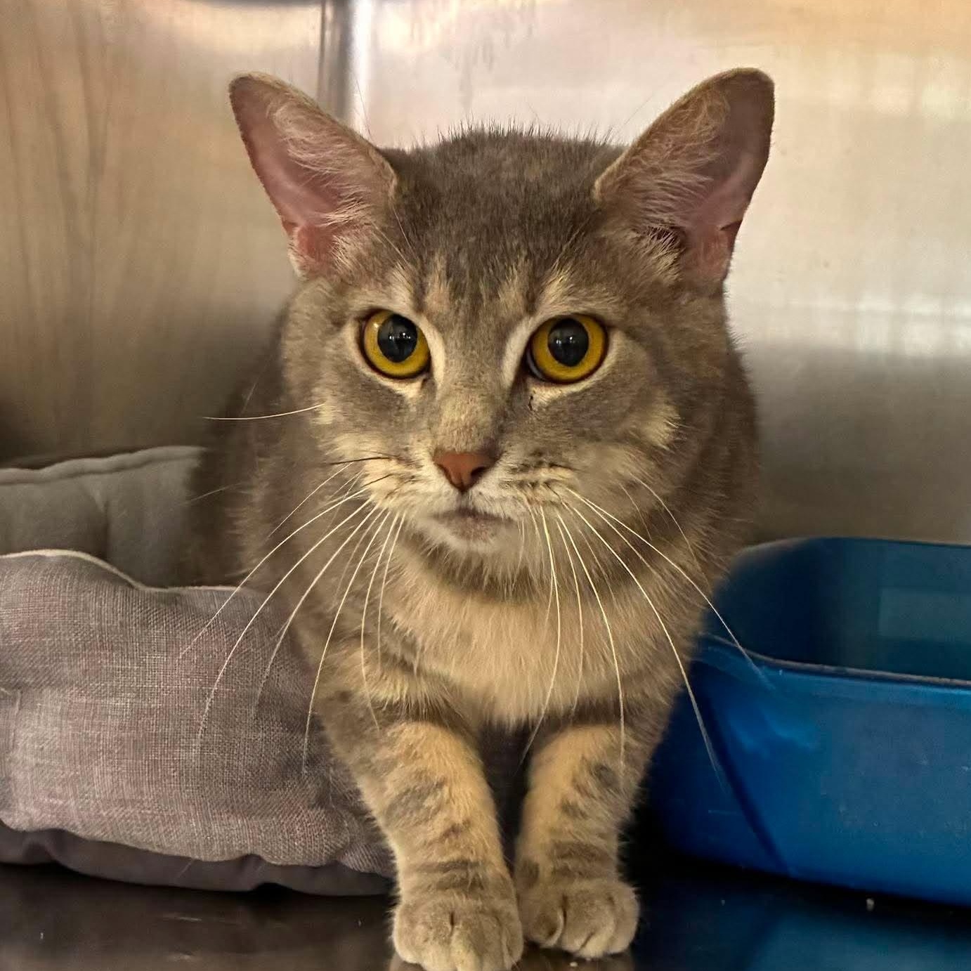 Enlarge Bashful, an adoptable mixed breed in Petersburg, IL image 2/6