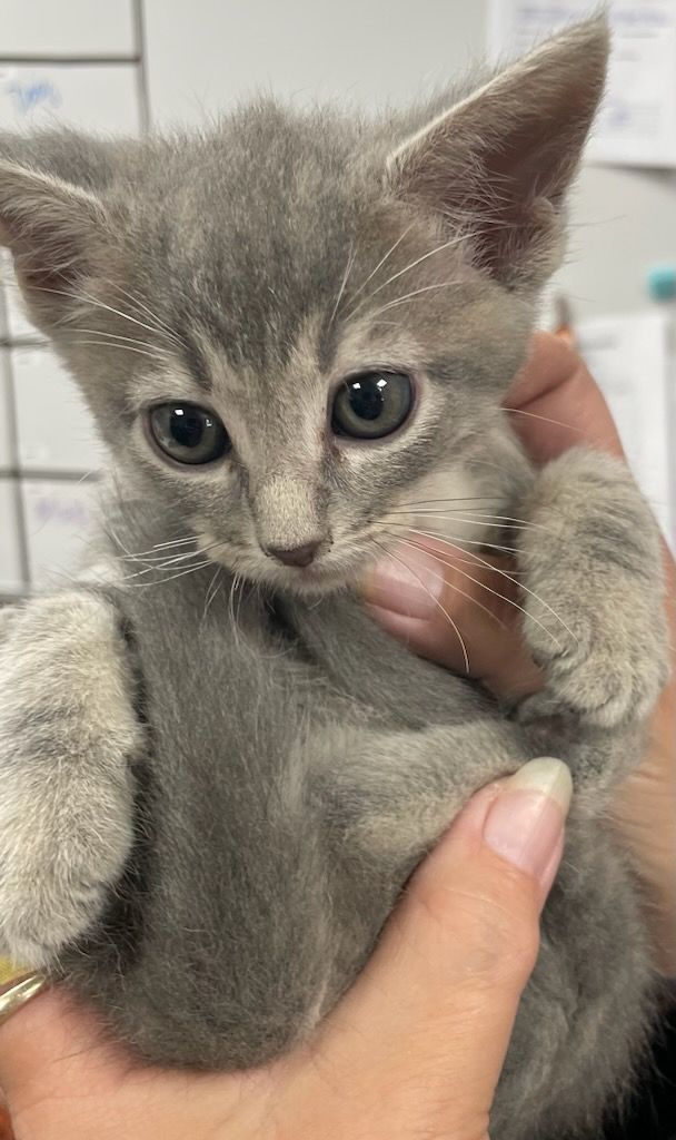 Enlarge Bashful, an adoptable mixed breed in Petersburg, IL image 4/6