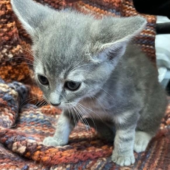 Enlarge Bashful, an adoptable mixed breed in Petersburg, IL image 6/6