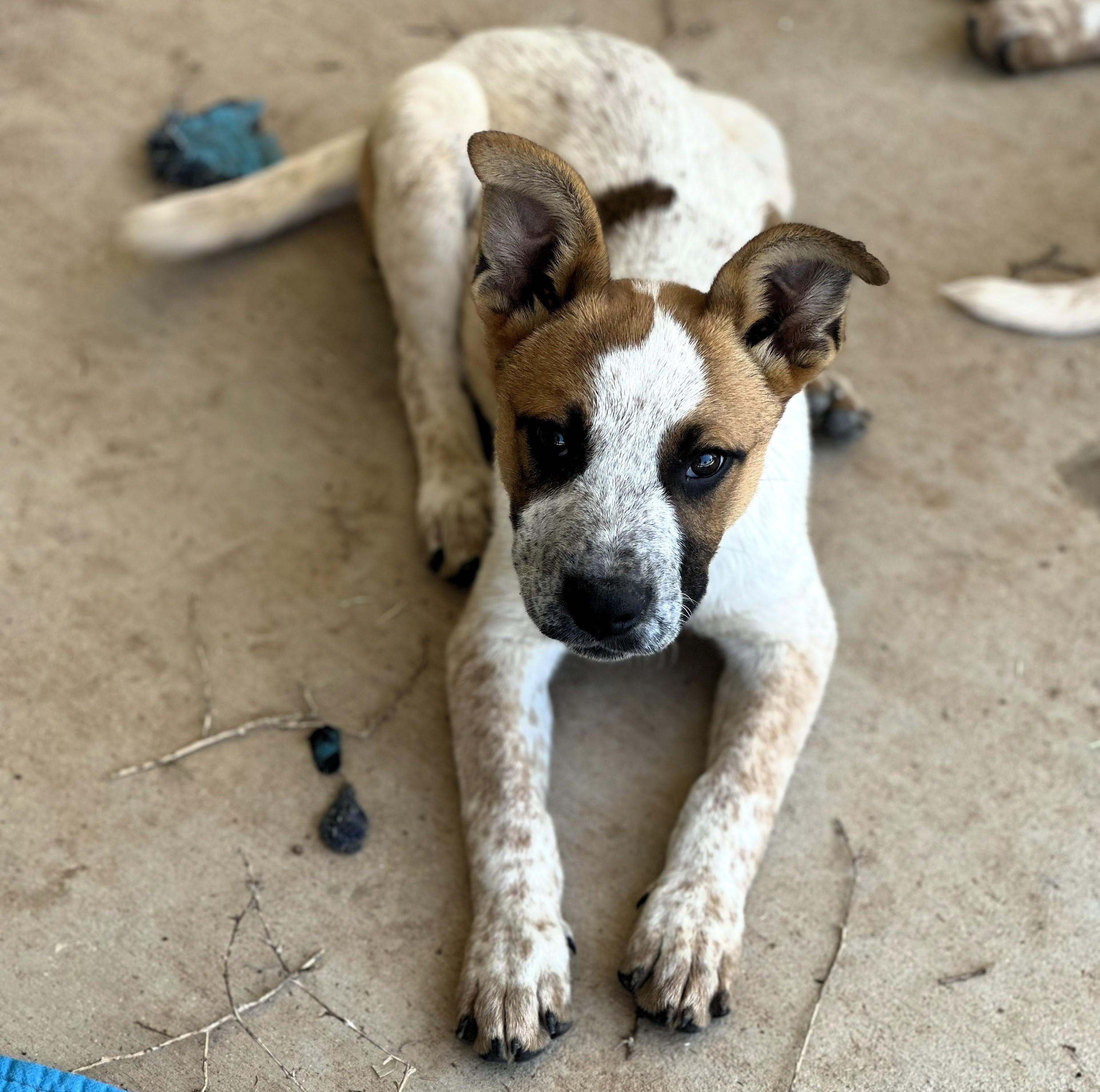 Enlarge Rebel, a ADOPTABLE Australian Cattle Dog / Blue Heeler in Coahoma, TX image 1/1
