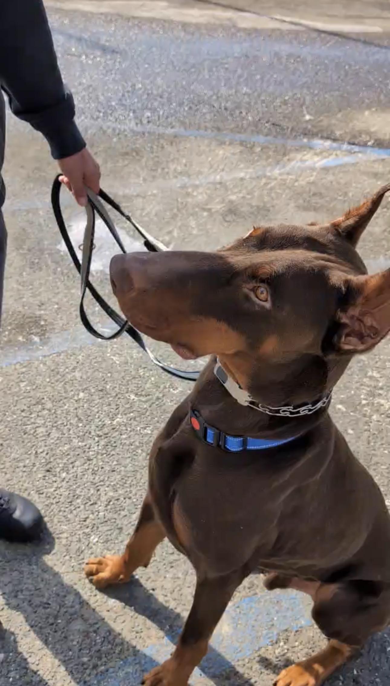 Sky, ADOPTABLE, Adult Male Doberman Pinscher.
