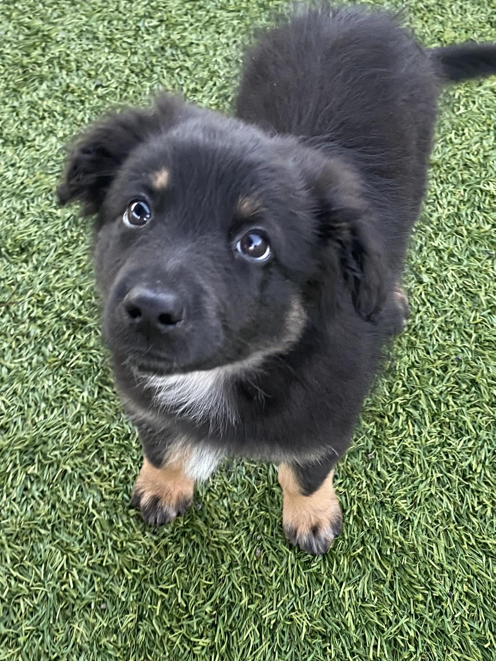 Enlarge Clover, an adopted Australian Shepherd in Bonita, CA image 3/3