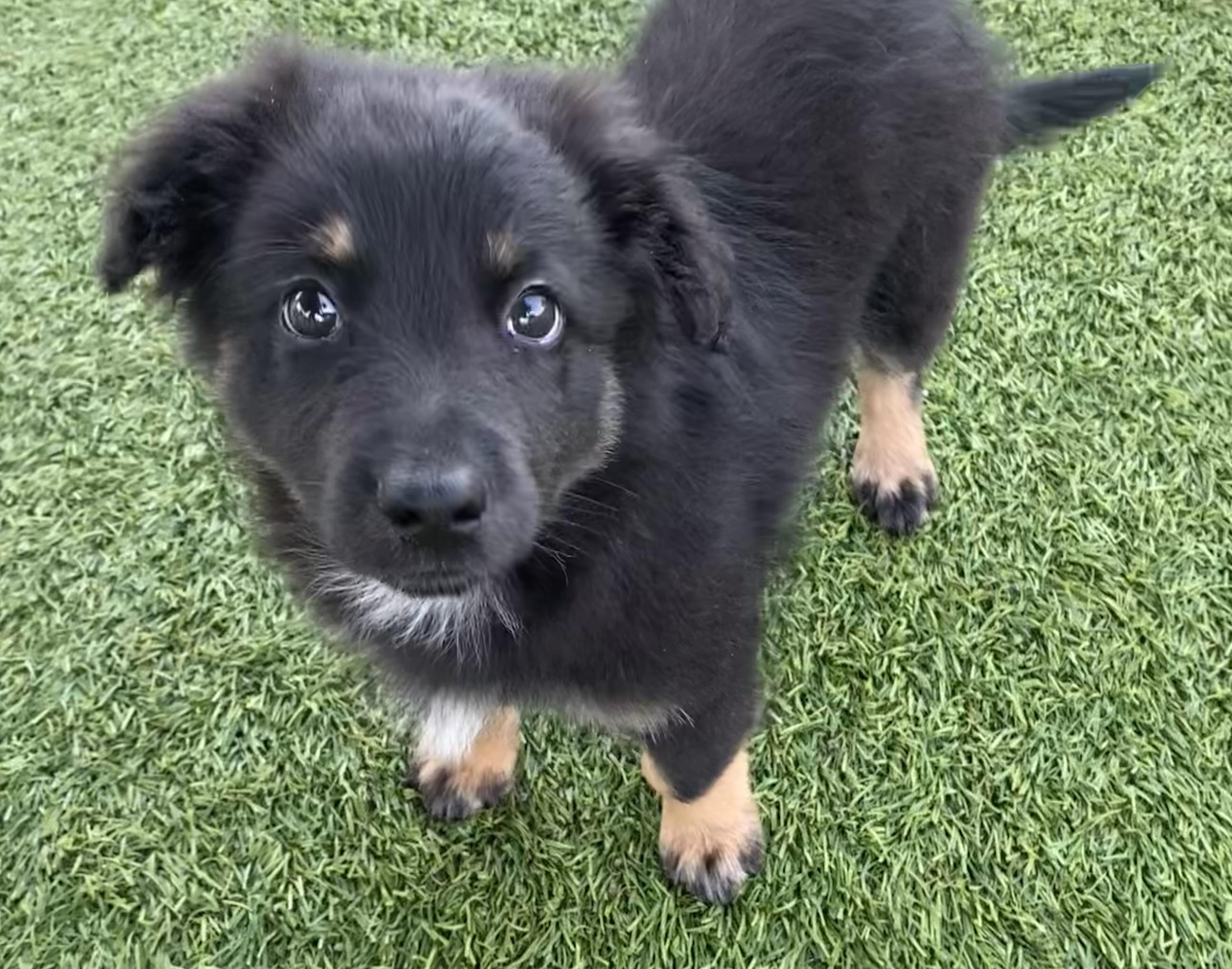 Enlarge Clover, an adopted Australian Shepherd in Bonita, CA image 2/3