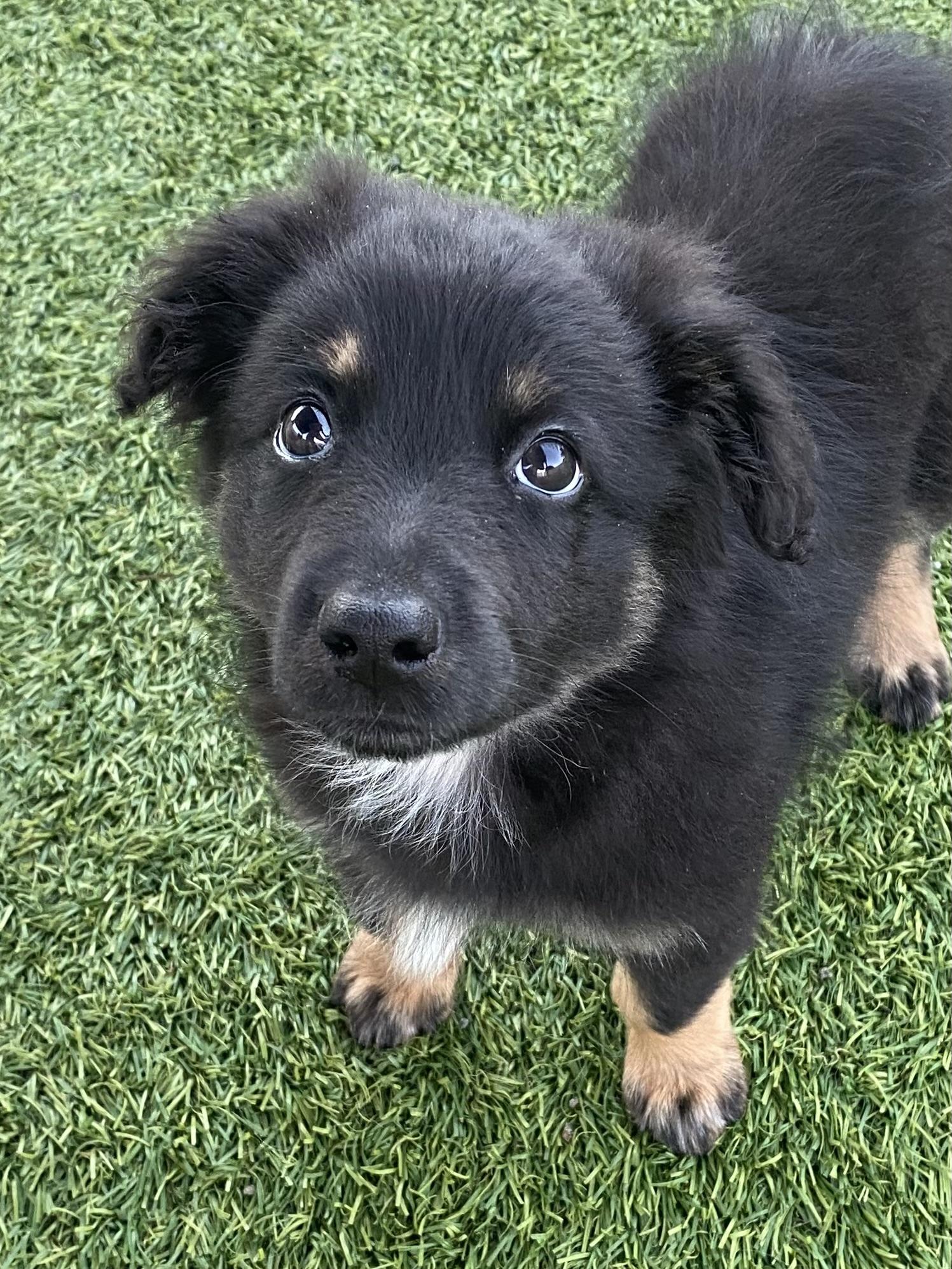 Clover, adopted, Puppy Male Australian Shepherd.