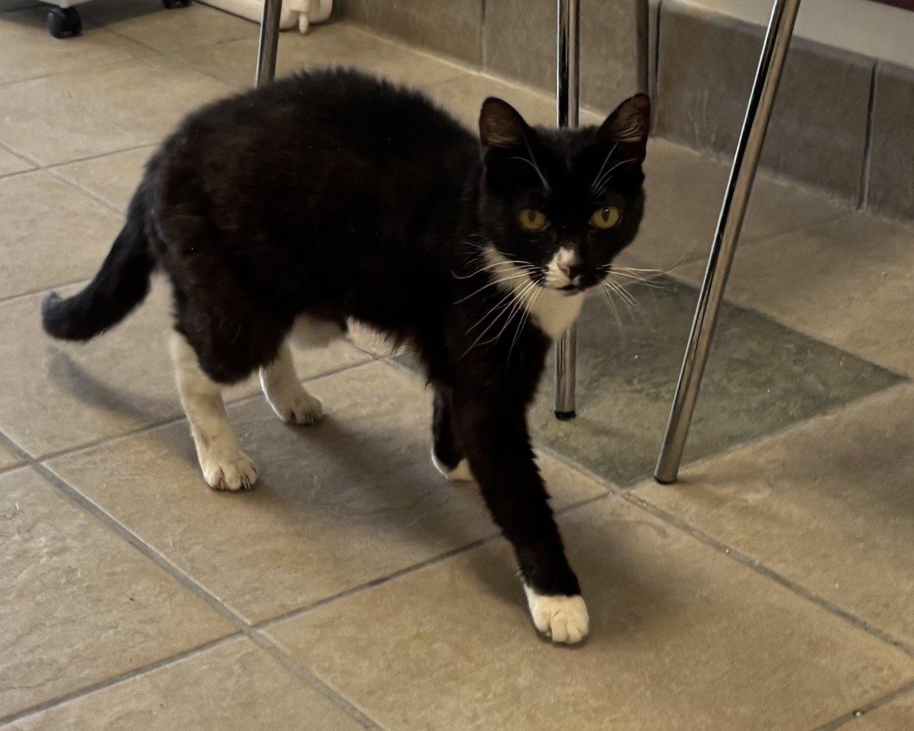 Ophelia, Adoptable, Senior Female Domestic Short Hair.