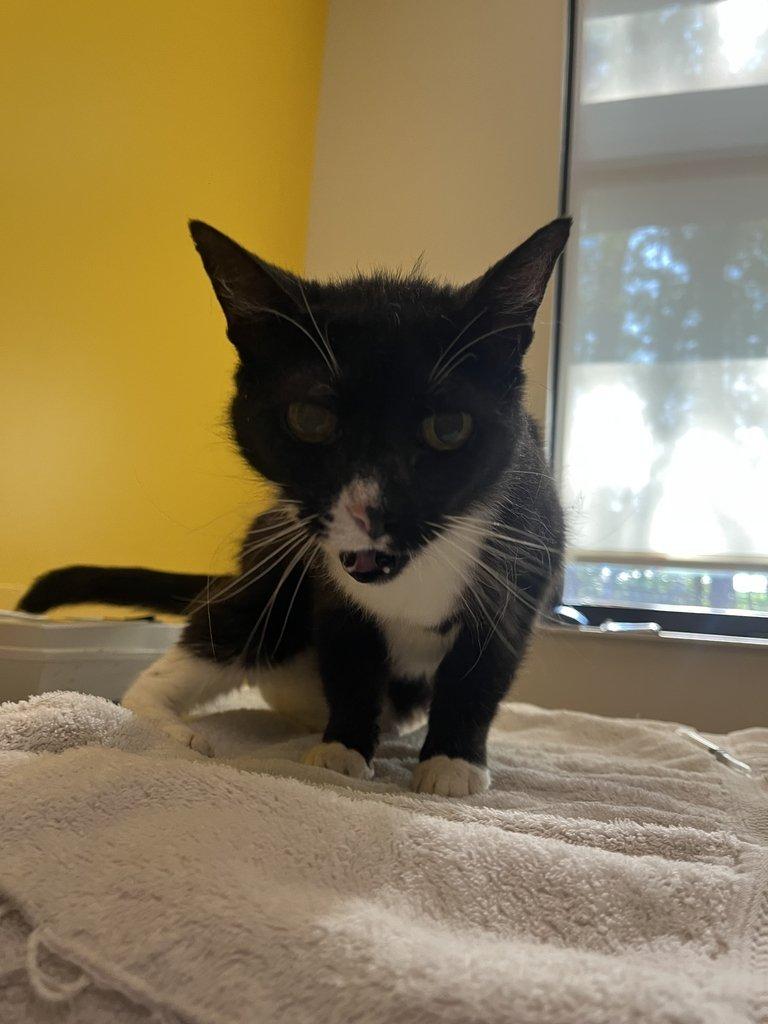 Enlarge Ophelia, a Adoptable Domestic Short Hair in Raleigh, NC image 2/3