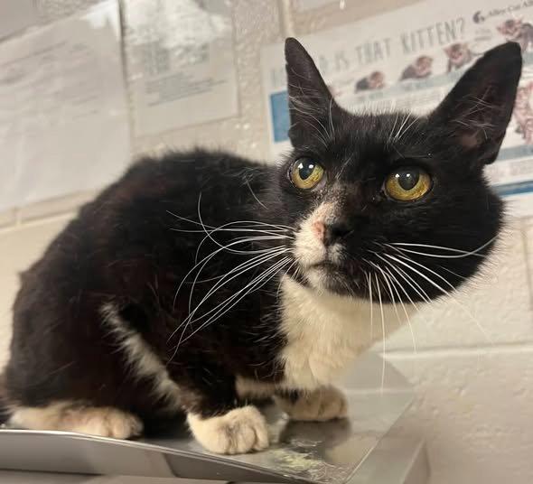 Enlarge Ophelia, a Adoptable Domestic Short Hair in Raleigh, NC image 3/3