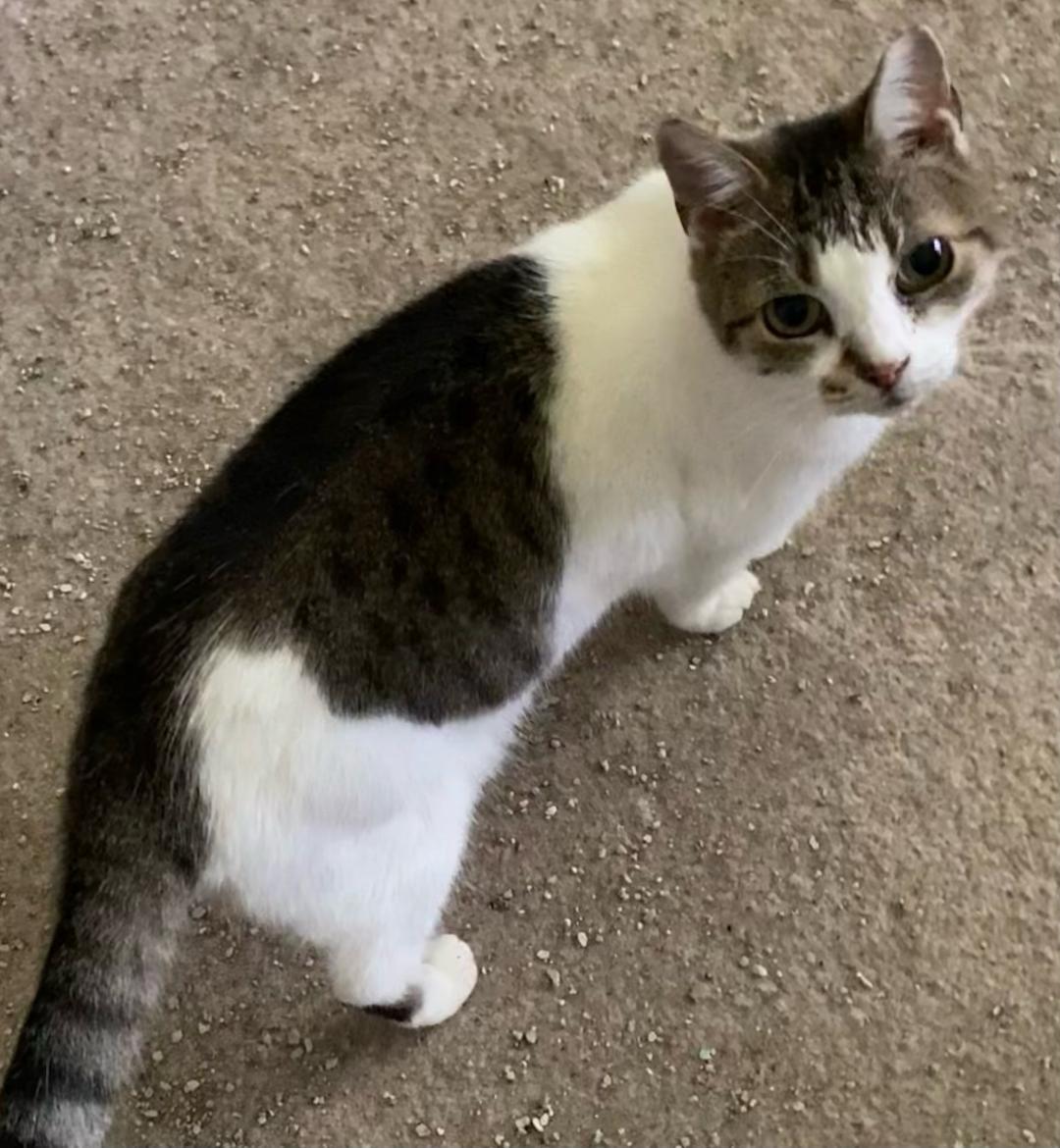 Cricket, a Adoptable Domestic Short Hair in Chattanooga, TN image 2/2