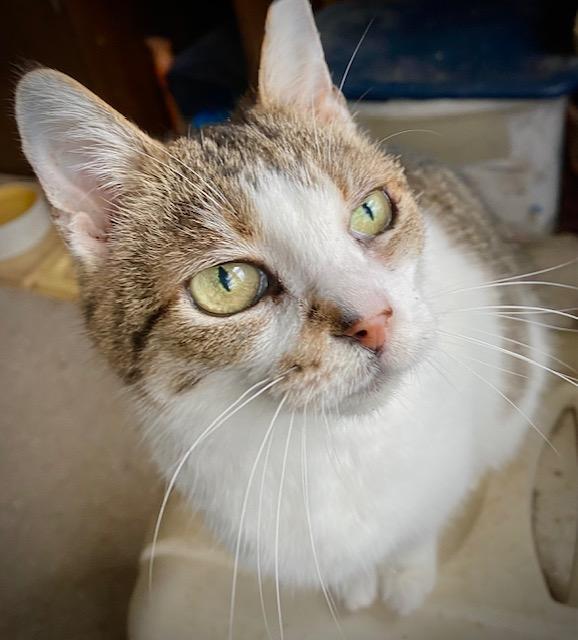 Enlarge Cricket, a Adoptable Domestic Short Hair in Chattanooga, TN image 2/4