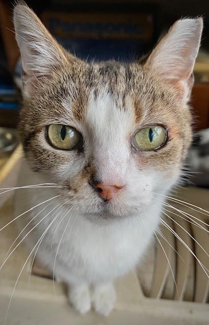 Cricket, Adoptable, Senior Female Domestic Short Hair.