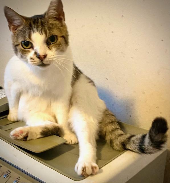 Cricket, Adoptable, Adult Female Domestic Short Hair.