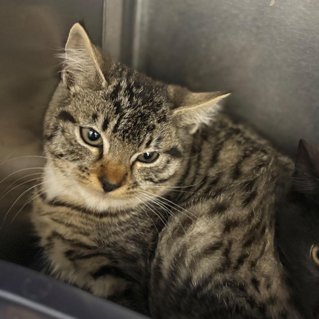 Enlarge Snickerdoodle, a Adoptable Domestic Short Hair in Chehalis, WA image 1/1