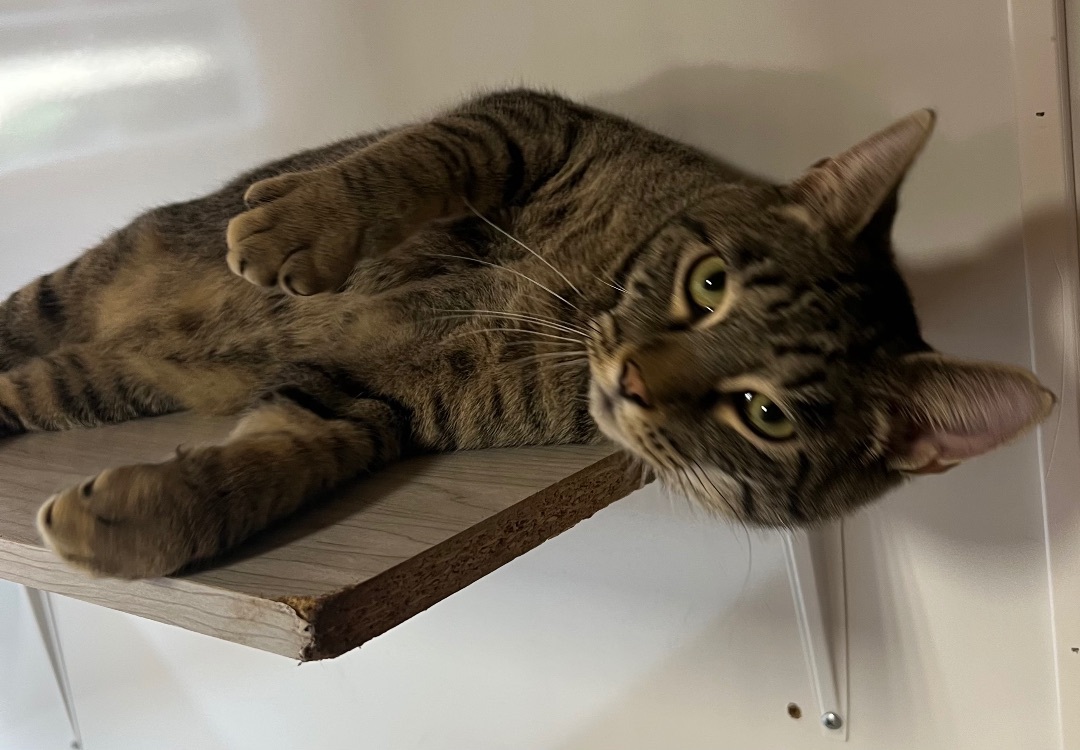 Tater, a Adoptable Domestic Short Hair in Knoxville, GA image 3/4