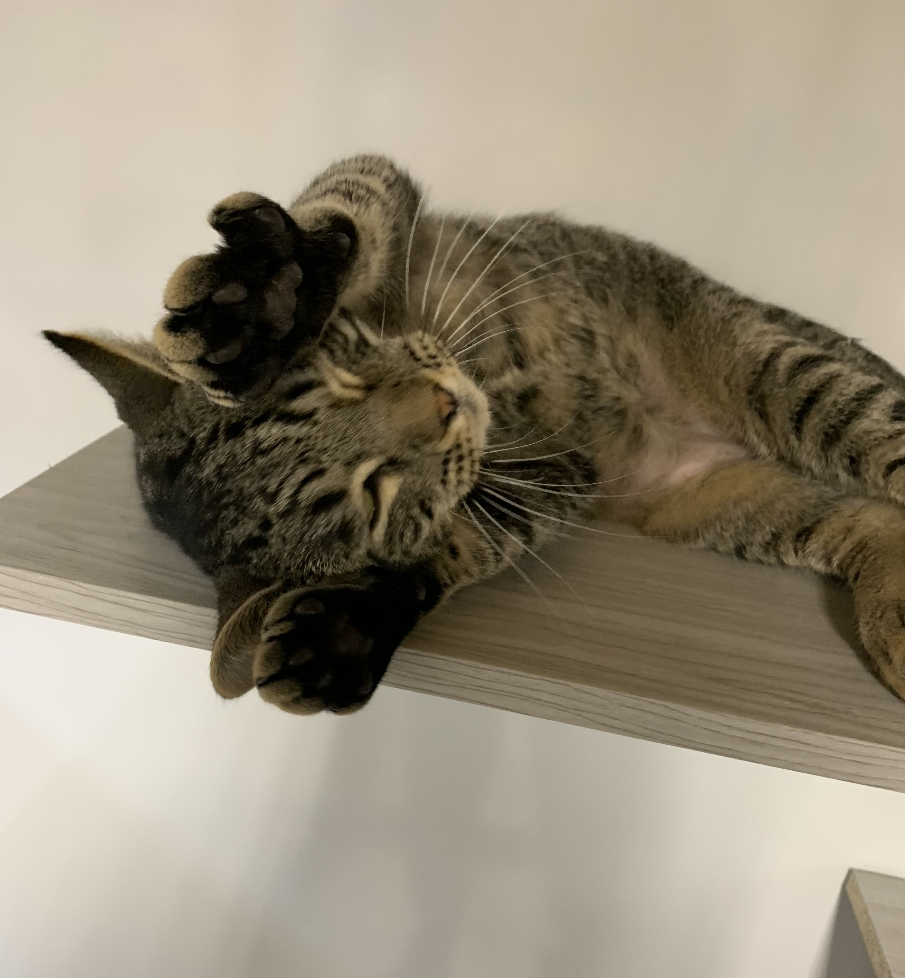 Tater, a Adoptable Domestic Short Hair in Knoxville, GA image 4/4