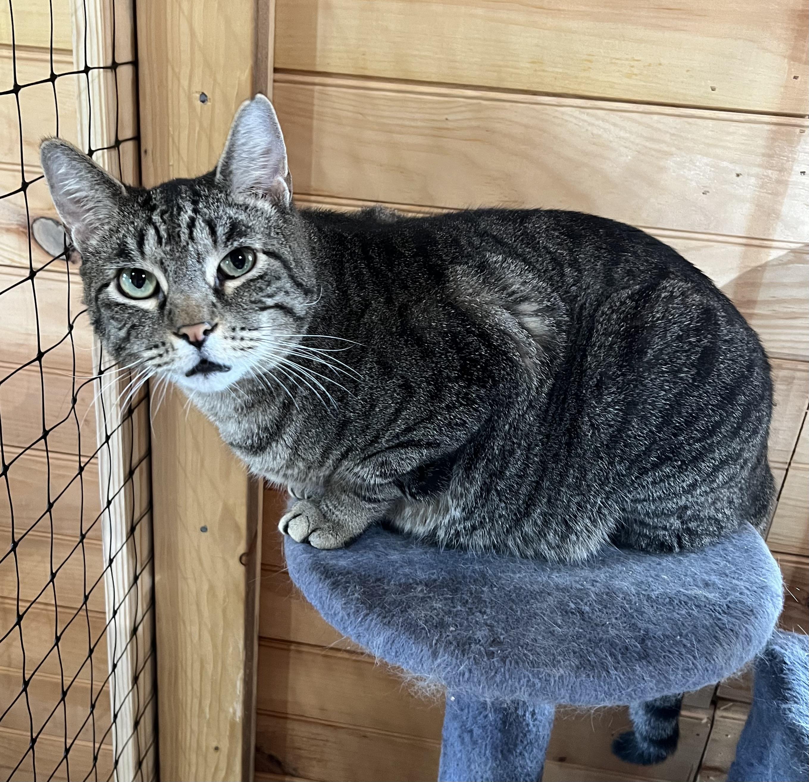 Tater, a Adoptable Domestic Short Hair in Knoxville, GA image 1/4