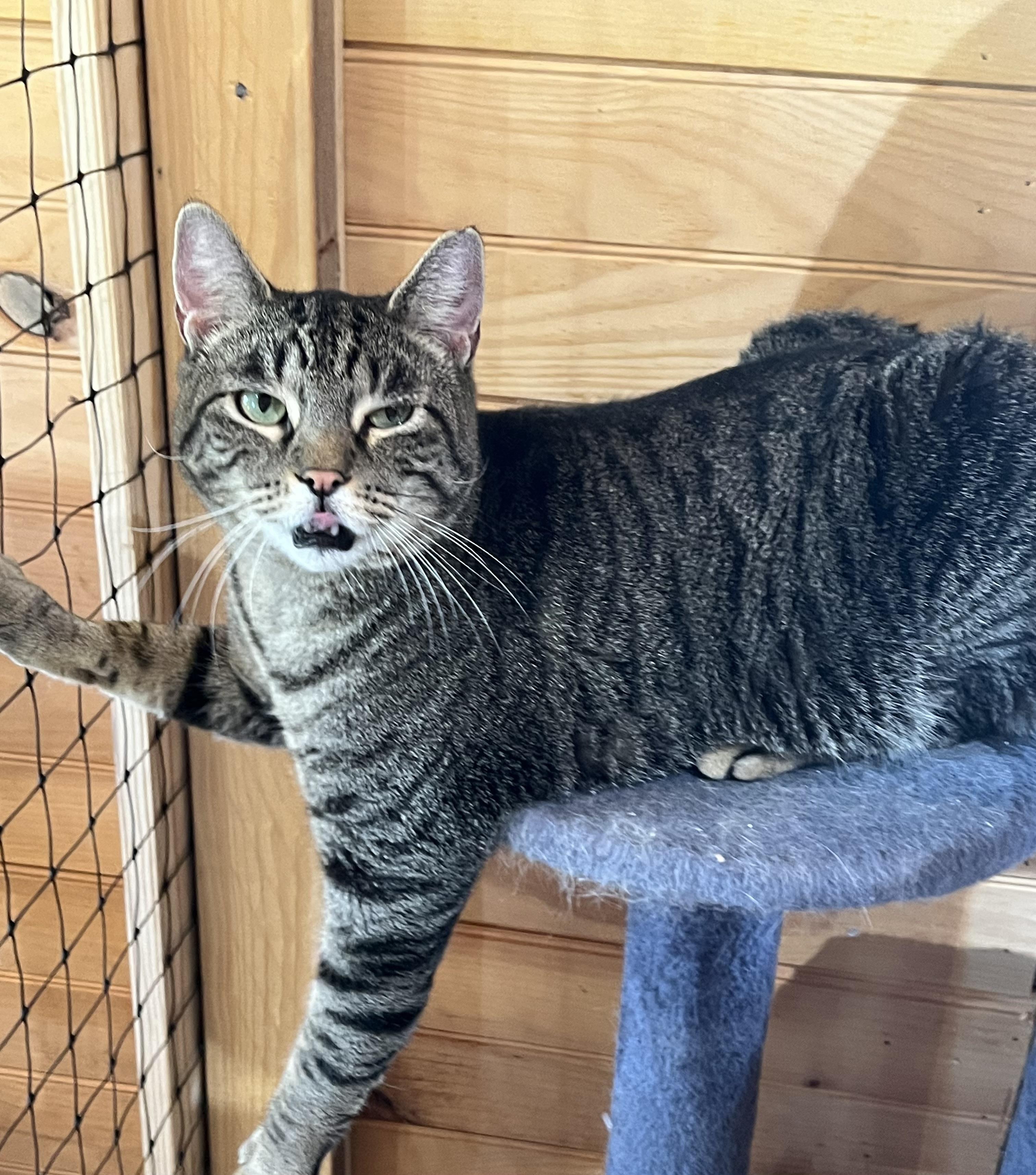 Tater, a Adoptable Domestic Short Hair in Knoxville, GA image 2/4