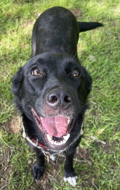 Delilah, ADOPTABLE, Adult Female Mixed Breed.