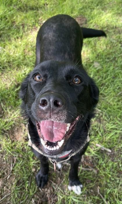 Enlarge Delilah, a ADOPTABLE Mixed Breed in Stanwood, WA image 2/2