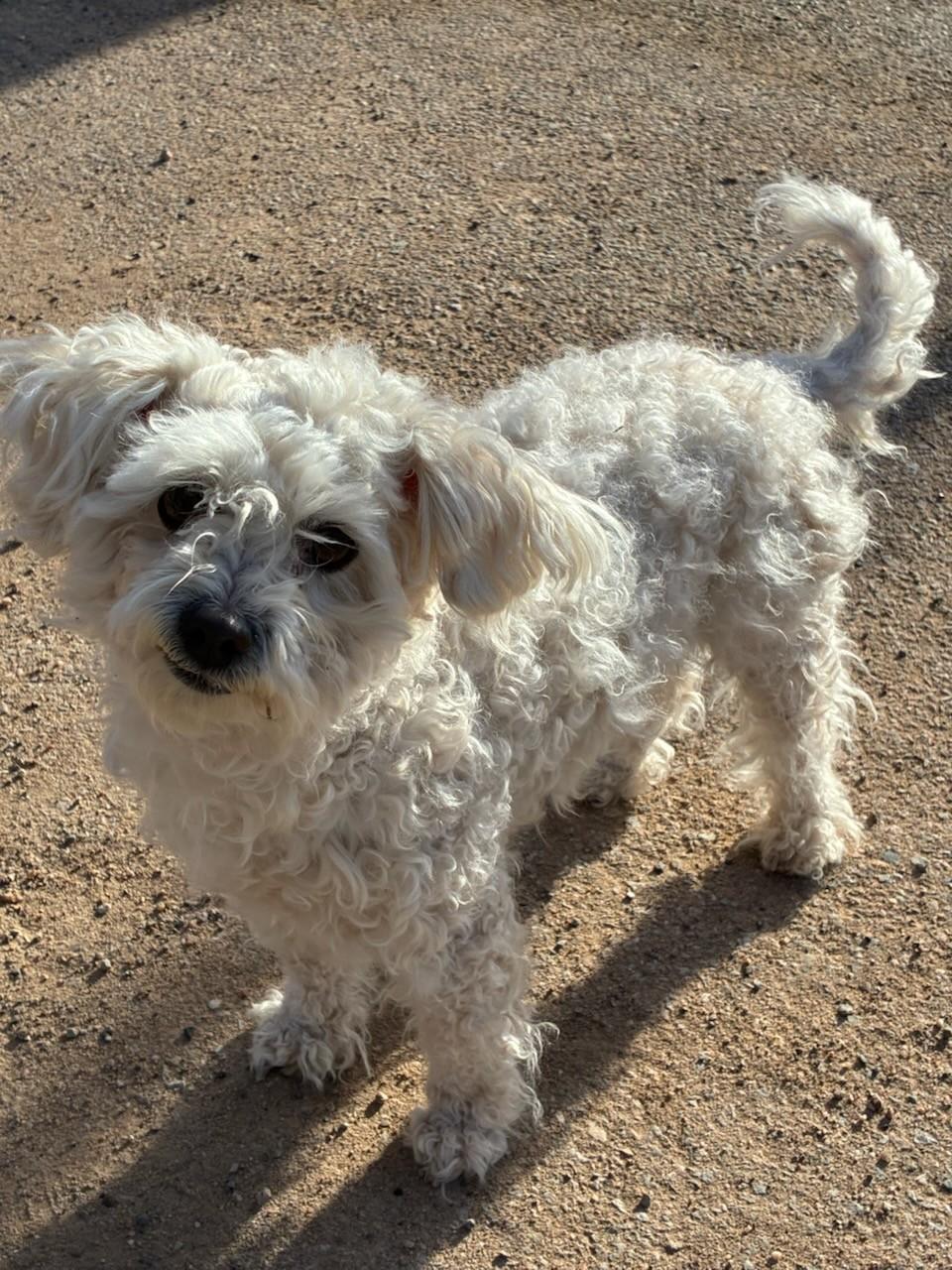 Enlarge Snowball, a ADOPTABLE mixed breed in Bernalillo, NM image 2/5