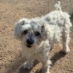 Enlarge Snowball, a ADOPTABLE mixed breed in Bernalillo, NM image 4/5