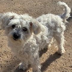 Enlarge Snowball, a ADOPTABLE mixed breed in Bernalillo, NM image 3/5