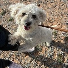 Enlarge Snowball, a ADOPTABLE mixed breed in Bernalillo, NM image 1/5