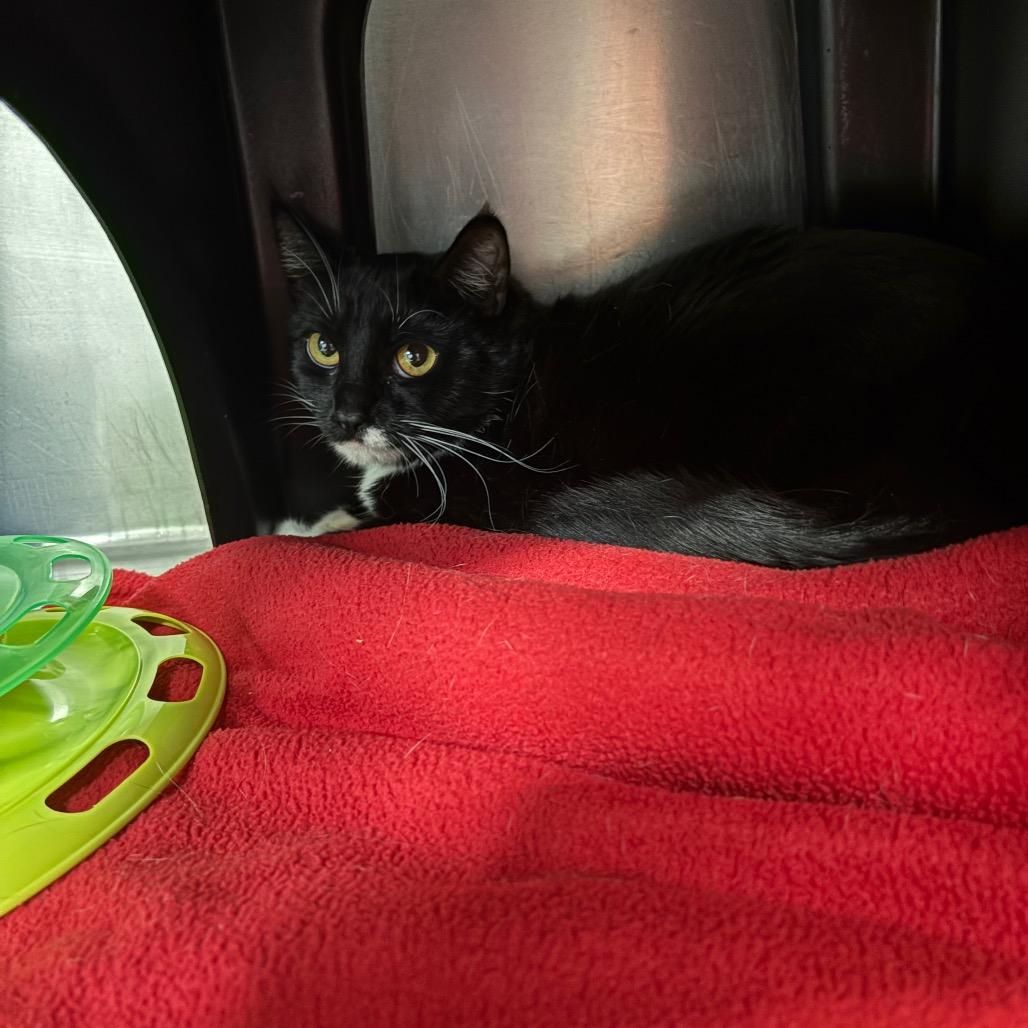 Enlarge Margaret, a Adoptable Domestic Short Hair in Spokane, WA image 1/1