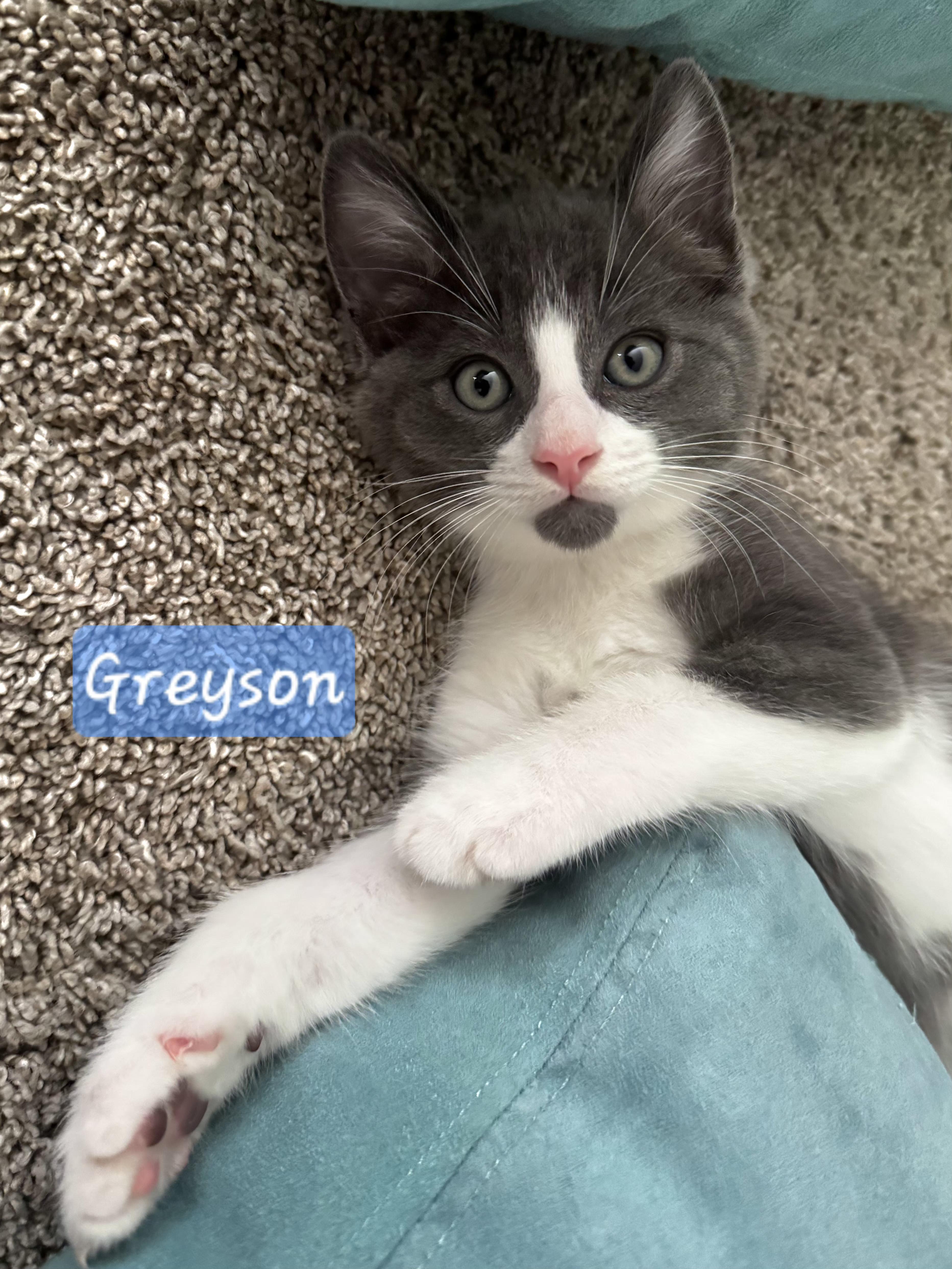 Enlarge Greyson, a Adopted mixed breed in Yorba Linda, CA image 6/6