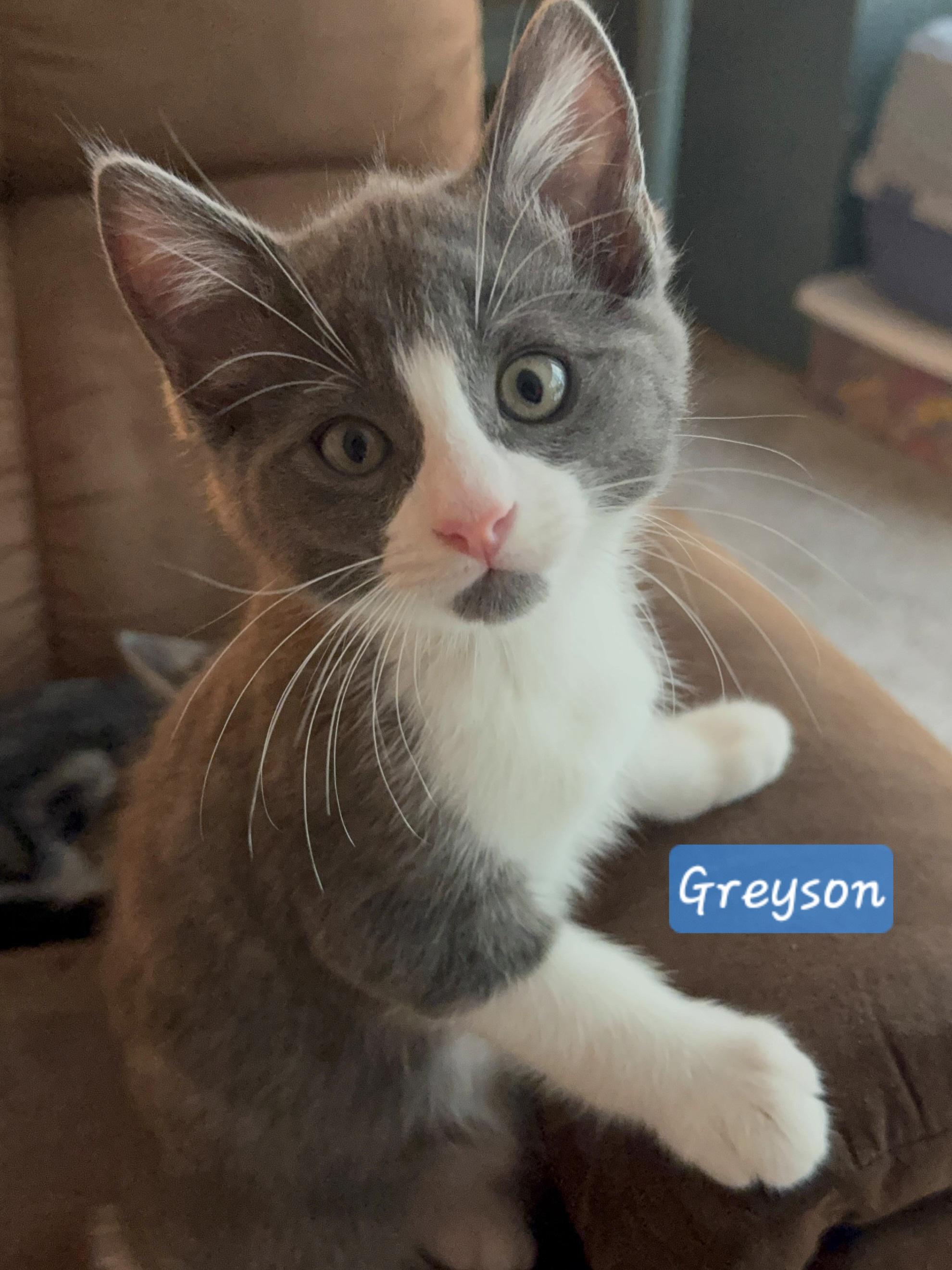 Enlarge Greyson, a Adopted mixed breed in Yorba Linda, CA image 1/6