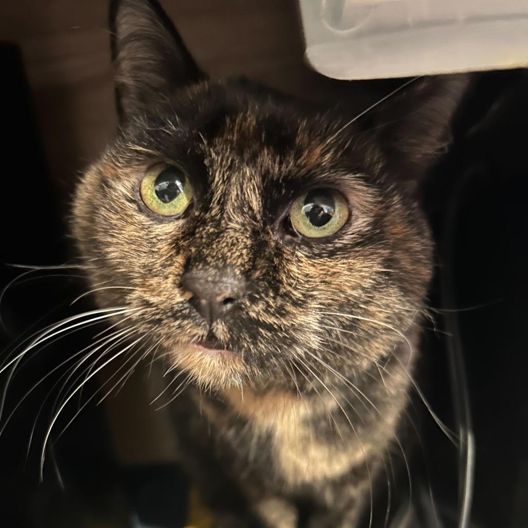 Precious, Adoptable, Senior Female Domestic Short Hair.