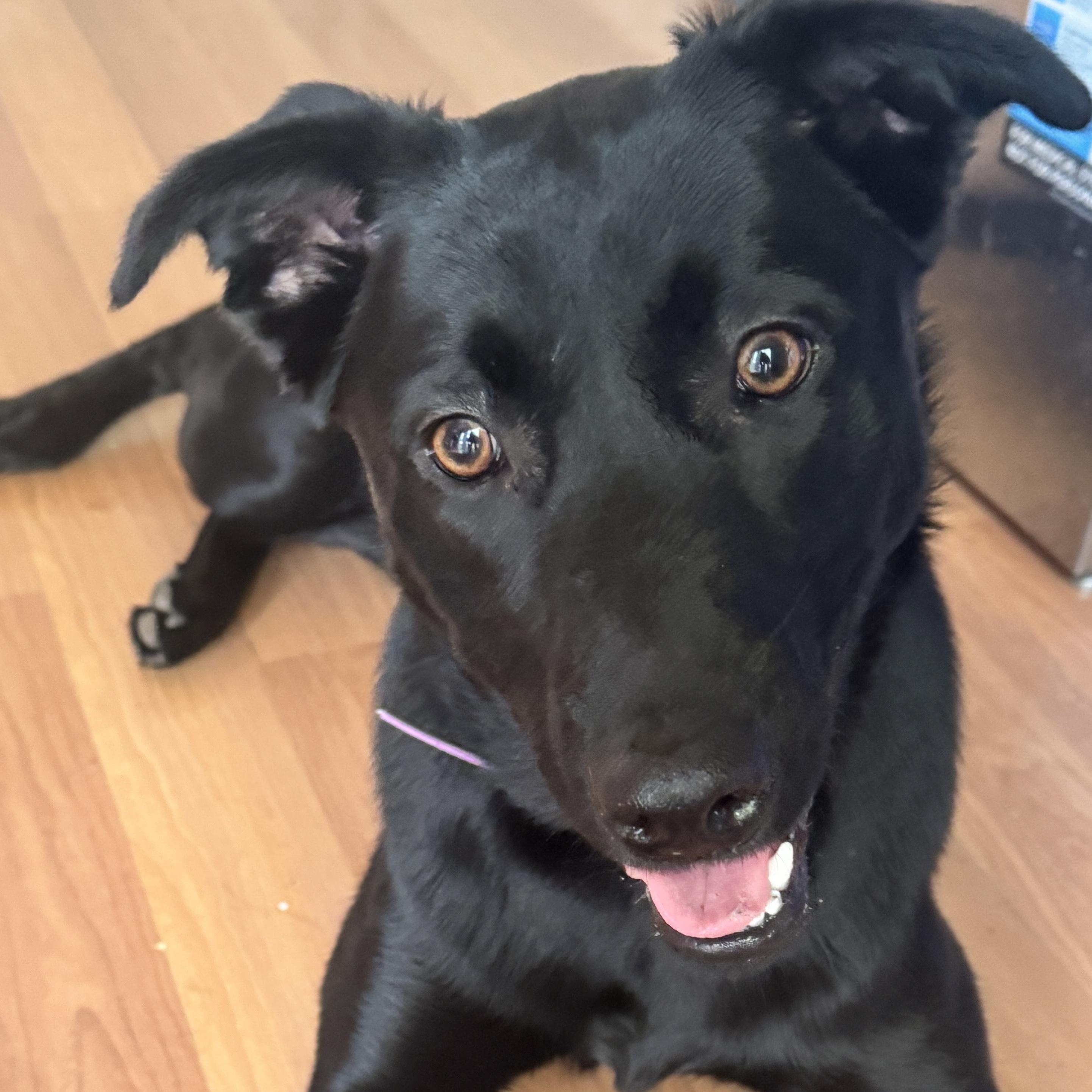 Lulu, ADOPTABLE, Young Female Labrador Retriever & Shepherd.